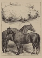 De Koninklijke Landbouwshow in Oxford, prijsdieren